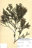 藏品(臺灣肖楠)的圖片